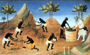 Récolte du poivre en Égypte