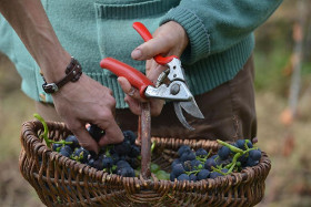 Un viticulteur poursuivi pour avoir refusé de traiter ses vignes (Libération)