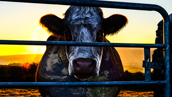 « Cowspiracy » : un documentaire choc sur l’impact de la consommation de viande sur l’environnement