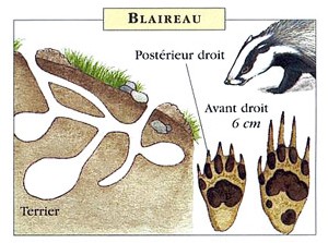 blaireau