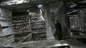 teeuwen-shaath-gaza